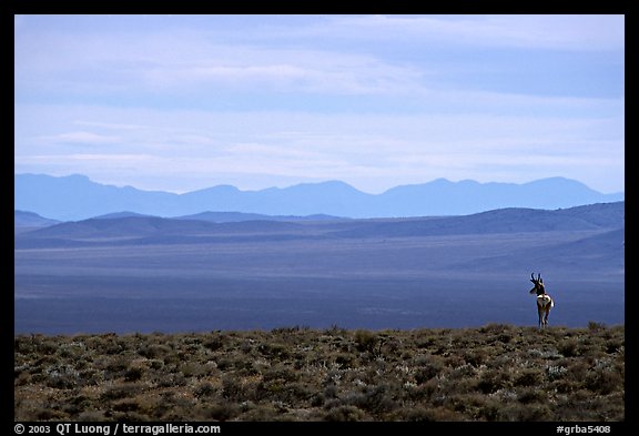 Desert antelope and hazy mountain range. Great Basin National Park, Nevada, USA.