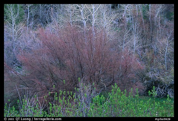Budding trees in spring, Baker Creek. Great Basin National Park, Nevada, USA.