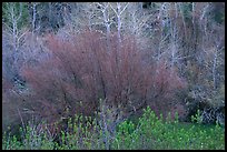 Budding trees in spring, Baker Creek. Great Basin National Park, Nevada, USA.