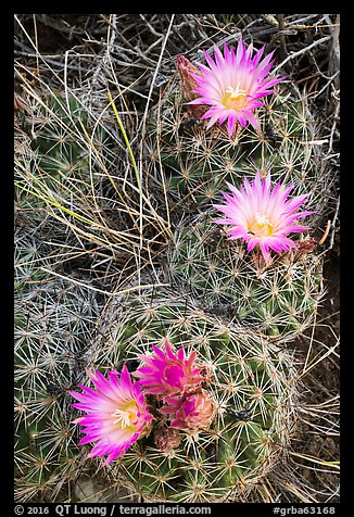 Cactus and pink blooms. Great Basin National Park (color)