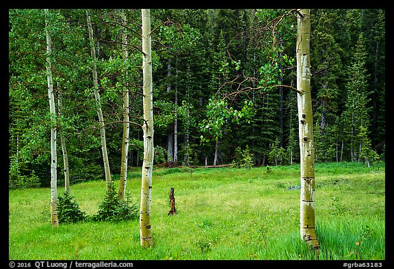Aspen trees and meadow in summer. Great Basin National Park (color)