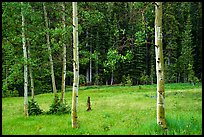 Aspen trees and meadow in summer. Great Basin National Park ( color)