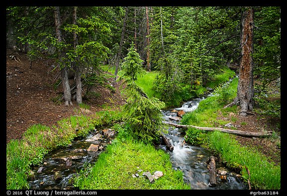 High elevation creek in summer. Great Basin National Park, Nevada, USA.