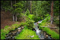 High elevation creek in summer. Great Basin National Park ( color)