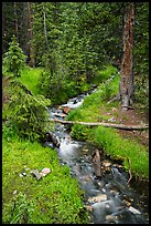 Verdant Snake Creek in summer. Great Basin National Park ( color)