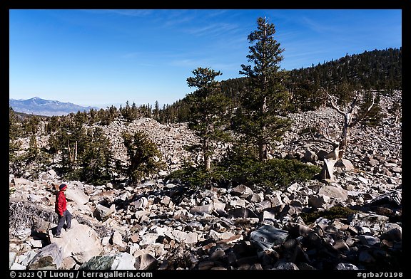 Visitor looking, Wheeler Bristlecone Pine Grove. Great Basin National Park (color)