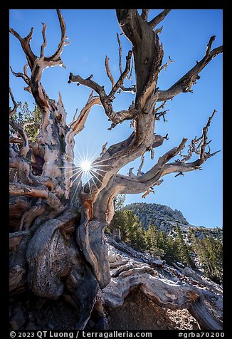 Bristlecone Pine tree and sun. Great Basin National Park, Nevada, USA.