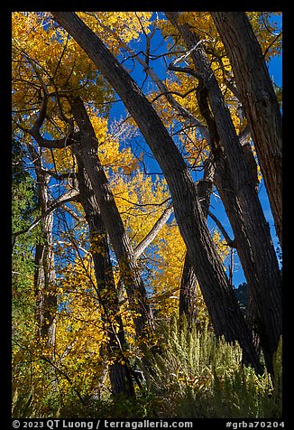 Cottonwoods in autumn, Snake Creek. Great Basin National Park, Nevada, USA.