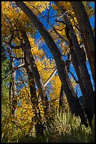 Cottonwoods in autumn, Snake Creek. Great Basin National Park ( color)