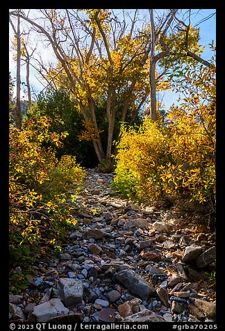 Dry riverbed and cottonwoods, Snake Creek. Great Basin National Park (color)