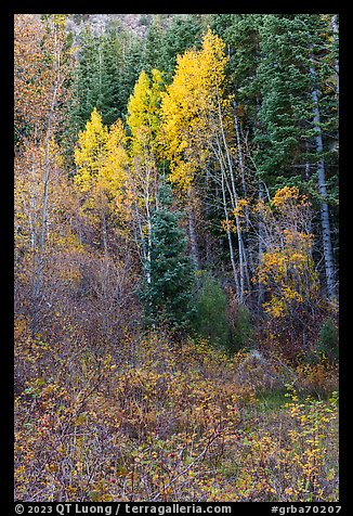 Forest in autumn with aspens, Snake Creek. Great Basin National Park, Nevada, USA.