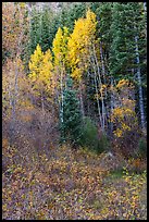 Forest in autumn with aspens, Snake Creek. Great Basin National Park ( color)