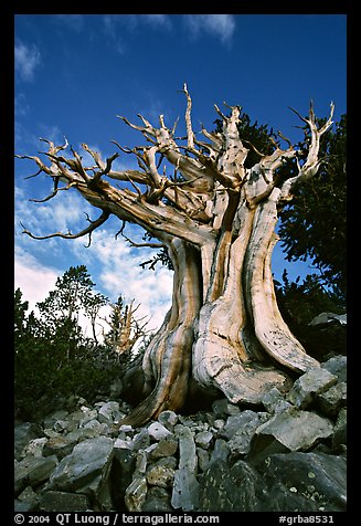 Ancient Bristlecone Pine, Wheeler Peak Basin, afternoon. Great Basin National Park, Nevada, USA.