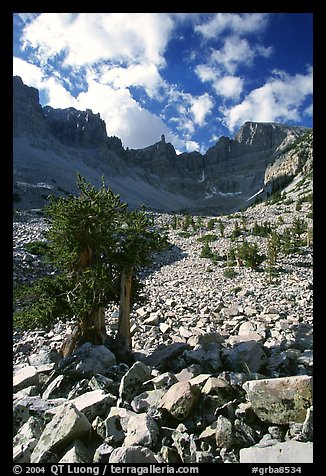 Bristlecone pine and rocks cirque, Wheeler Peak, morning. Great Basin National Park, Nevada, USA.