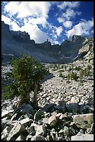 Bristlecone pine and rocks cirque, Wheeler Peak, morning. Great Basin National Park, Nevada, USA.