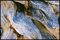 Detail of Bristlecone pine roots. Great Basin National Park ( color)