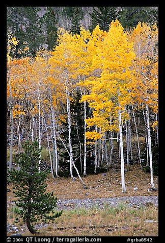 Aspen trees in fall color. Great Basin National Park (color)