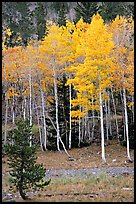 Aspen trees in fall color. Great Basin National Park, Nevada, USA. (color)