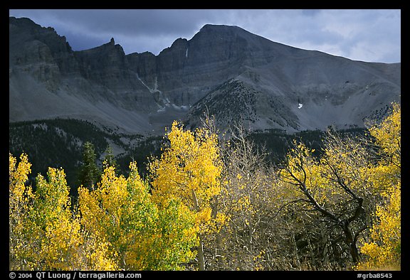 Aspens in fall foliage and Wheeler Peak. Great Basin National Park (color)