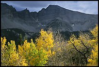 Aspens in fall foliage and Wheeler Peak. Great Basin National Park, Nevada, USA. (color)