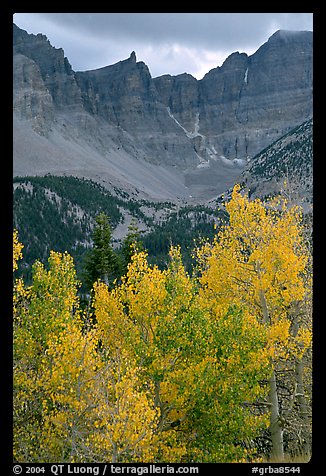 Aspens in fall color and Wheeler Peak. Great Basin National Park, Nevada, USA.