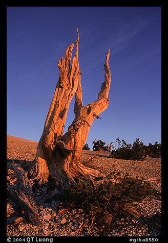 Bristlecone Pine squeleton, Mt Washington, sunrise. Great Basin National Park, Nevada, USA.