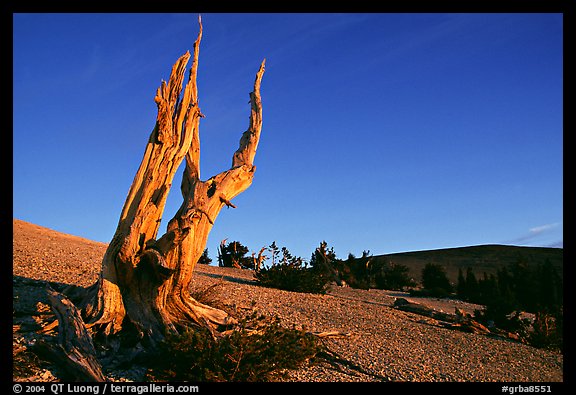 Barren slopes and dead bristlecone pine tree, Mt Washington, sunrise. Great Basin National Park (color)