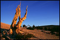 Barren slopes and dead bristlecone pine tree, Mt Washington, sunrise. Great Basin National Park, Nevada, USA.