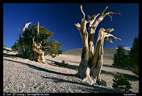 Bristlecone Pine trees, Mt Washington, early morning. Great Basin National Park (color)