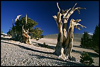 Bristlecone Pine trees, Mt Washington, early morning. Great Basin National Park ( color)