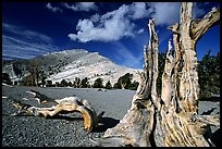 Weathered Bristlecone Pine squeleton and Mt Washington, morning. Great Basin National Park, Nevada, USA. (color)