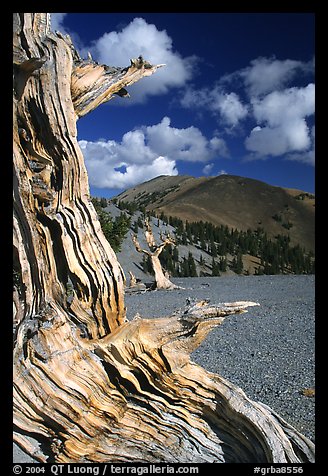 Weathered Bristlecone Pine wood, Mt Washington, morning. Great Basin National Park, Nevada, USA.