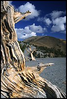 Weathered Bristlecone Pine wood, Mt Washington, morning. Great Basin National Park, Nevada, USA.