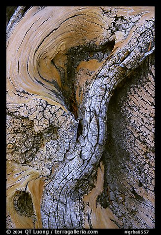 Bristlecone pine tree detail. Great Basin National Park (color)