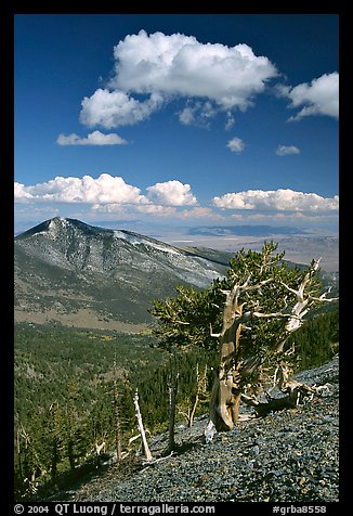 Bristlecone pine trees and Highland ridge, afternoon. Great Basin National Park (color)