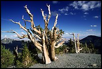 Tall Bristlecone pine trees, afternoon. Great Basin National Park, Nevada, USA. (color)