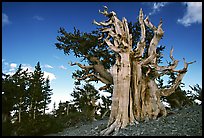 Old Bristlecone pine tree. Great Basin National Park ( color)
