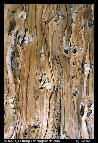Detail of trunk of Bristlecone pine tree. Great Basin National Park (color)