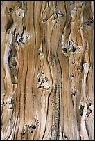 Detail of trunk of Bristlecone pine tree. Great Basin National Park ( color)