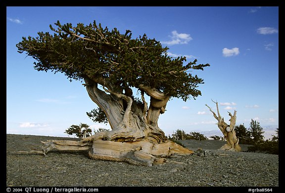 Twisted small Bristlecone pine tree. Great Basin National Park (color)