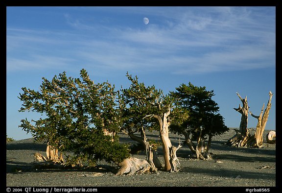 Bristlecone Pine trees and moon, late afternoon. Great Basin National Park, Nevada, USA.