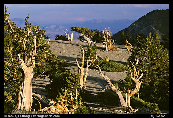 Grove of Bristlecone Pine trees, near Mt Washington late afternoon. Great Basin National Park (color)