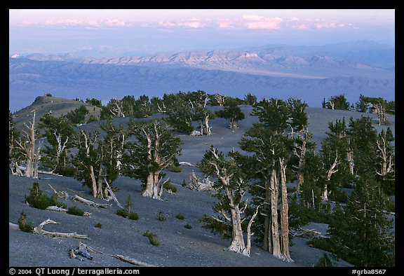 Bristlecone Pine trees grove, sunset. Great Basin National Park (color)