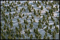 Grove of Bristlecone Pines on hillside near Mt Washington, morning. Great Basin National Park, Nevada, USA. (color)
