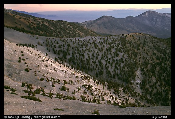 Slopes covered with Bristlecone Pines seen from Mt Washington, dawn. Great Basin National Park, Nevada, USA.