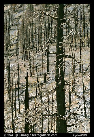 Slopes with burned forest. Great Basin National Park, Nevada, USA.
