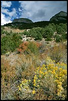 Sage in bloom and Snake Range. Great Basin National Park, Nevada, USA.