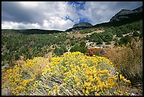 Sage in bloom and Snake Range. Great Basin National Park ( color)