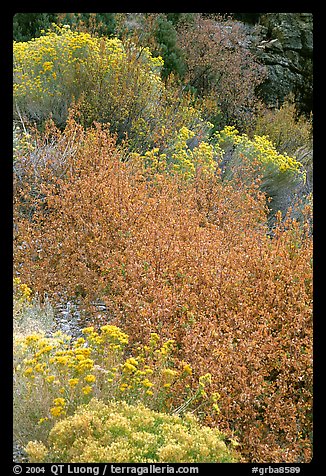 Sagebrush in bloom. Great Basin National Park, Nevada, USA.