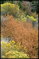Sagebrush in bloom. Great Basin National Park ( color)